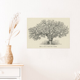 Plakat samoprzylepny Drzewo wiśnia vintage John Wright Reprodukcja