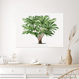 Plakat Roślina tropikalna ilustracja vintage poziom reprodukcja