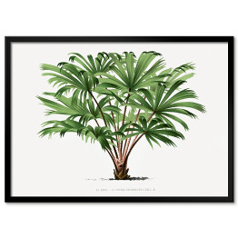 Obraz klasyczny Roślina tropikalna ilustracja vintage poziom reprodukcja