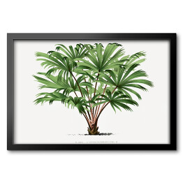 Obraz w ramie Roślina tropikalna ilustracja vintage poziom reprodukcja