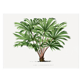 Plakat Roślina tropikalna ilustracja vintage poziom reprodukcja