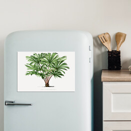 Magnes dekoracyjny Roślina tropikalna ilustracja vintage poziom reprodukcja