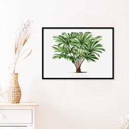 Plakat w ramie Roślina tropikalna ilustracja vintage poziom reprodukcja