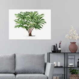 Plakat samoprzylepny Roślina tropikalna ilustracja vintage poziom reprodukcja