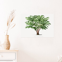 Plakat samoprzylepny Roślina tropikalna ilustracja vintage poziom reprodukcja