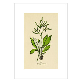 Plakat samoprzylepny Zatrwian - roślinność na rycinach