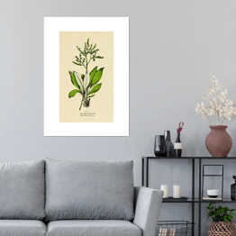 Plakat Zatrwian - roślinność na rycinach