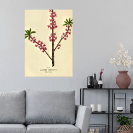 Plakat Wawrzynek - ryciny botaniczne