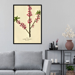 Plakat w ramie Wawrzynek - ryciny botaniczne