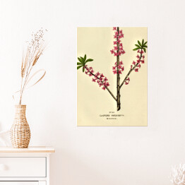 Plakat samoprzylepny Wawrzynek - ryciny botaniczne