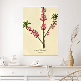 Plakat Wawrzynek - ryciny botaniczne