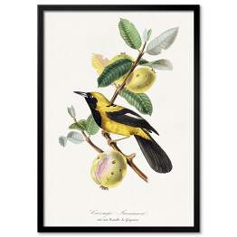 Obraz klasyczny Ptak na gałęzi. Paul Gervais. Reprodukcja