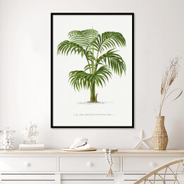 Plakat w ramie Palma z rozłożystymi liśćmi vintage reprodukcja