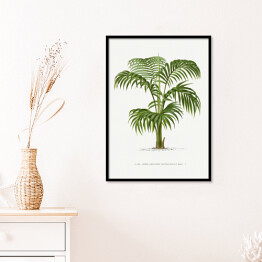 Plakat w ramie Palma z rozłożystymi liśćmi vintage reprodukcja