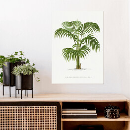 Plakat samoprzylepny Palma z rozłożystymi liśćmi vintage reprodukcja
