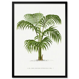 Obraz klasyczny Palma z rozłożystymi liśćmi vintage reprodukcja