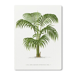 Obraz na płótnie Palma z rozłożystymi liśćmi vintage reprodukcja