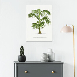 Plakat samoprzylepny Palma z rozłożystymi liśćmi vintage reprodukcja