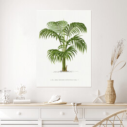 Plakat Palma z rozłożystymi liśćmi vintage reprodukcja