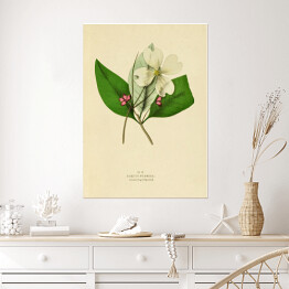 Plakat samoprzylepny Dereń kwiecisty - ryciny botaniczne