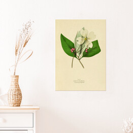 Plakat samoprzylepny Dereń kwiecisty - ryciny botaniczne