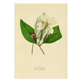Plakat Dereń kwiecisty - ryciny botaniczne