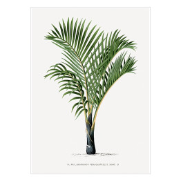 Plakat samoprzylepny Rośliny egzotyczne w stylu vintage reprodukcja