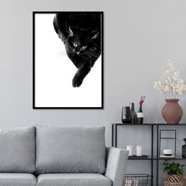 Plakat w ramie Zły czarny kot 