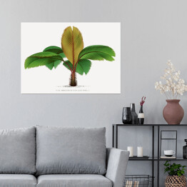 Plakat samoprzylepny Bananowiec ilustracja vintage poziom reprodukcja