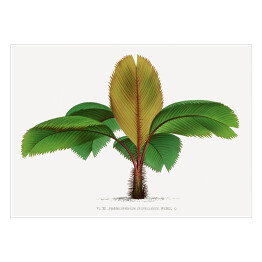 Plakat samoprzylepny Bananowiec ilustracja vintage poziom reprodukcja