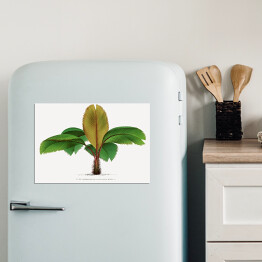Magnes dekoracyjny Bananowiec ilustracja vintage poziom reprodukcja