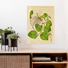 Plakat samoprzylepny Kapary cierniste - ryciny botaniczne