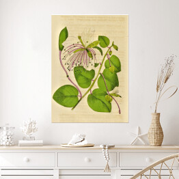 Plakat Kapary cierniste - ryciny botaniczne