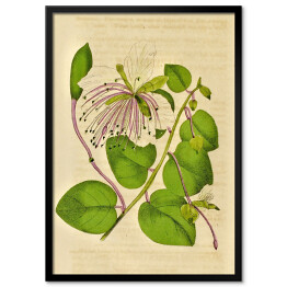 Obraz klasyczny Kapary cierniste - ryciny botaniczne