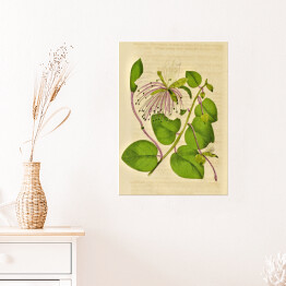 Plakat samoprzylepny Kapary cierniste - ryciny botaniczne