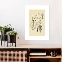 Plakat samoprzylepny Petiveria alliacea - ryciny z roślinnością