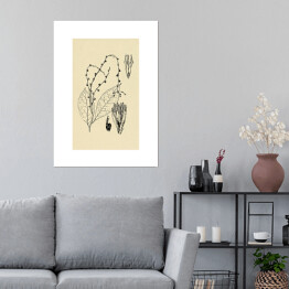 Plakat samoprzylepny Petiveria alliacea - ryciny z roślinnością