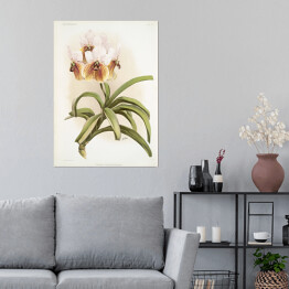 Plakat F. Sander Orchidea no 13. Reprodukcja