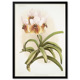 Plakat w ramie F. Sander Orchidea no 13. Reprodukcja