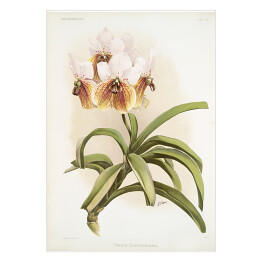Plakat samoprzylepny F. Sander Orchidea no 13. Reprodukcja