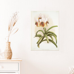 Plakat samoprzylepny F. Sander Orchidea no 13. Reprodukcja