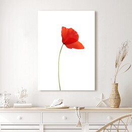 Obraz klasyczny Mak - czerwony kwiat