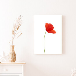 Obraz na płótnie Mak - czerwony kwiat