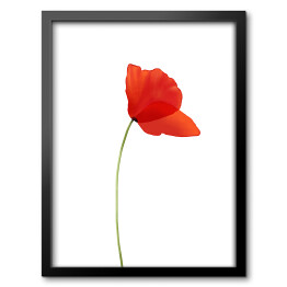 Obraz w ramie Mak - czerwony kwiat
