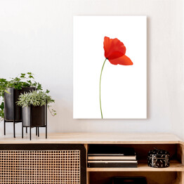 Obraz klasyczny Mak - czerwony kwiat