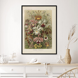 Plakat w ramie Bukiet kwiatów vintage Ernst Haeckel Reprodukcja obrazu 