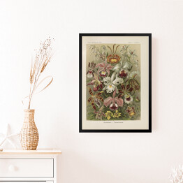 Obraz w ramie Bukiet kwiatów vintage Ernst Haeckel Reprodukcja obrazu 