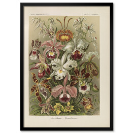 Obraz klasyczny Bukiet kwiatów vintage Ernst Haeckel Reprodukcja obrazu 