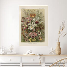 Plakat samoprzylepny Bukiet kwiatów vintage Ernst Haeckel Reprodukcja obrazu 