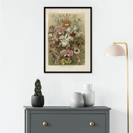 Plakat w ramie Bukiet kwiatów vintage Ernst Haeckel Reprodukcja obrazu 